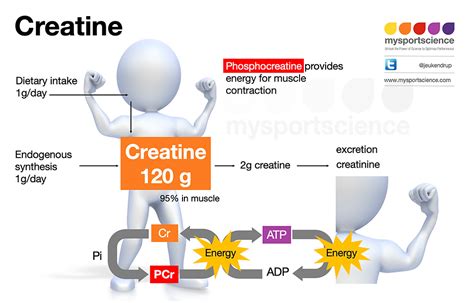 creatine and athletic performance