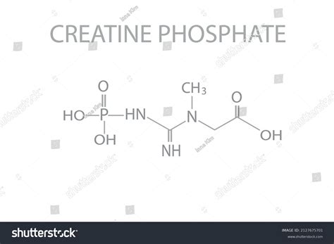 Creatine Phosphate Formula