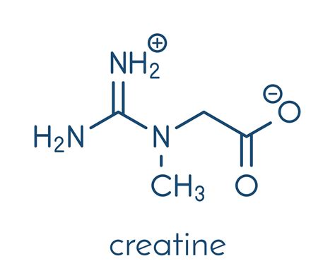 Creatine Structure Molecule