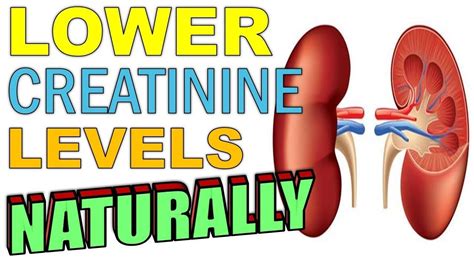 Creatine Supplements Raise Creatinine Levels