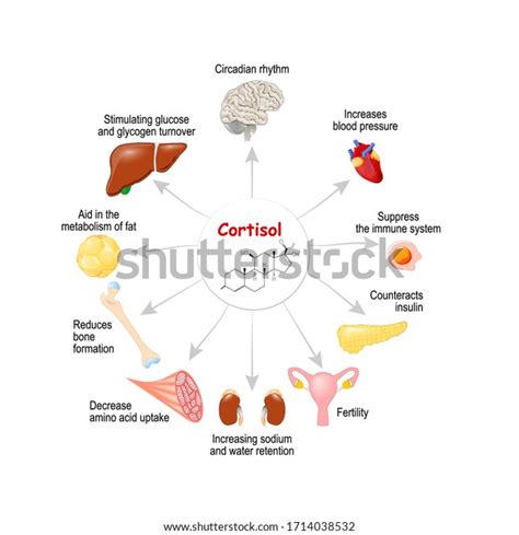 creating a flowchart for hormonal release of cortisol