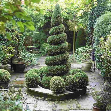 Creating A Spiral Topiary