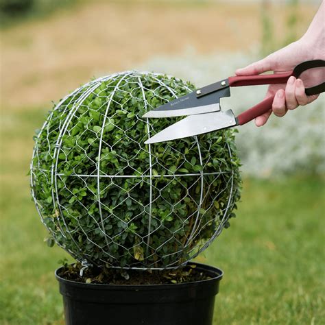 Creating A Topiary Ball