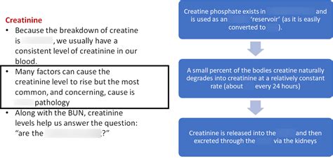 Creatinine Quizlet