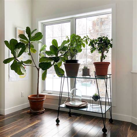 12 Creative Ideas How To Display Your Indoor Plants