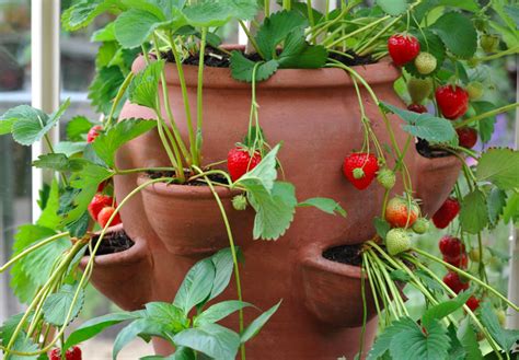 Creative Ideas DIY Strawberry Tower With Reservoir