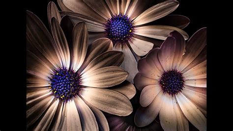 creative photography tips trending tips examples tutorial tutorial tutorial style tutorial