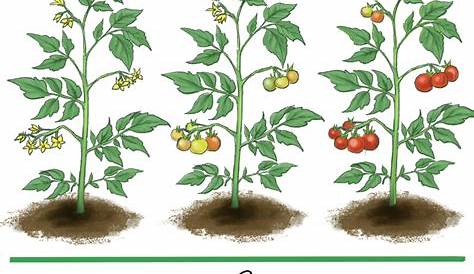 Etapas Del Crecimiento De La Planta De Tomate Ilustración Del Vector