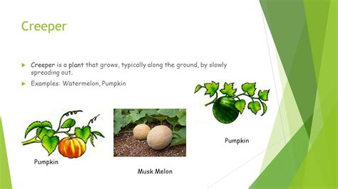 Creeper Example Definition