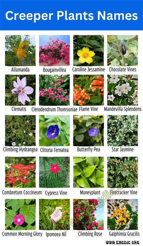 Creeper Plants Examples