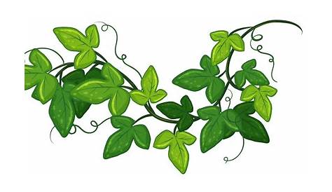 Creepers Plants Drawing For Kids Creeper Plant Toptensmartphones2011fast