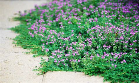 Is Creeping Thyme Invasive? The Answer Might Surprise You!