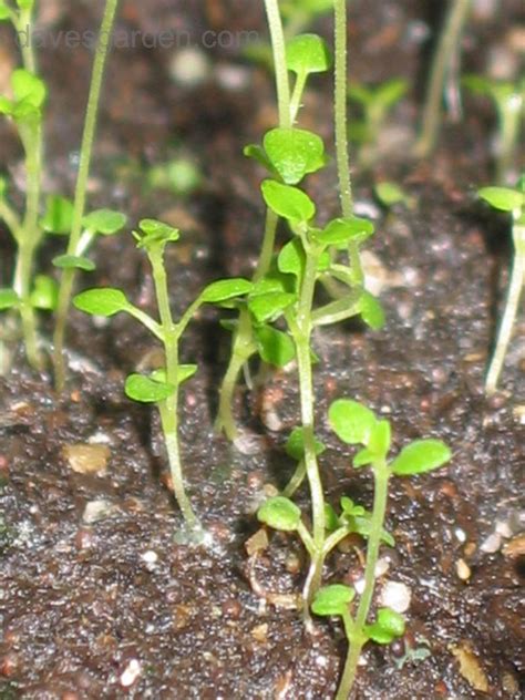 Creeping Thyme Germination