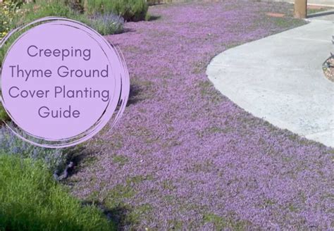 Creeping Thyme Growing Requirements