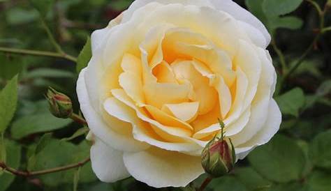 Crème de la Crème Roses | Wholesale Ecuadorian Roses | Native Blooms