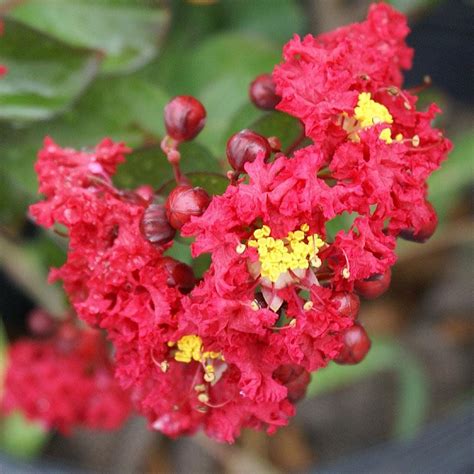 Buy Double Feature Red Crape Myrtle For Sale Online From Wilson Bros