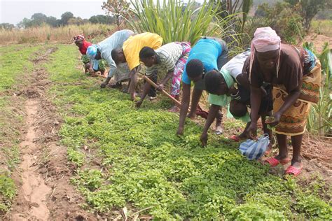 crescimento da agricultura em angola