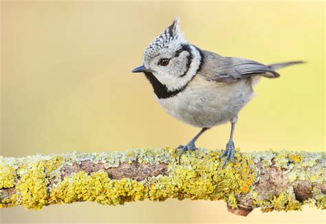 Discover 10 Insights crested tit woodland bird wonders