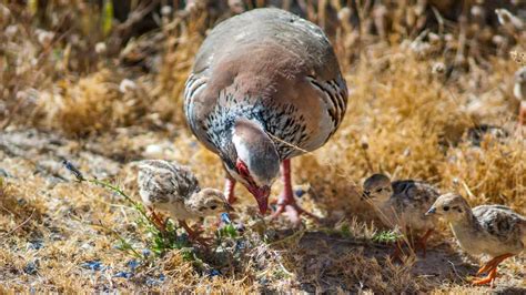 Viral Cria De Perdiz Roja Trending