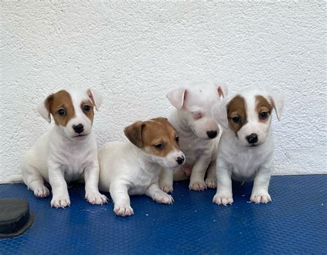 criadero jack russell terrier