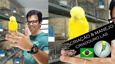 criadores de periquitos australianos