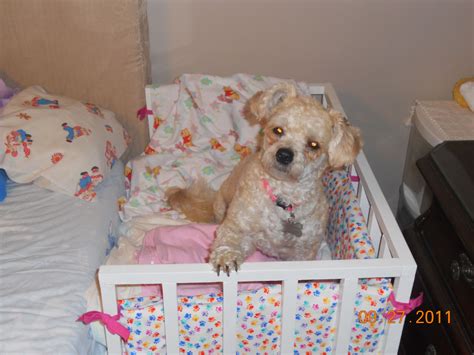Crib Bed For Dogs