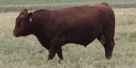 Cribbs Red Angus