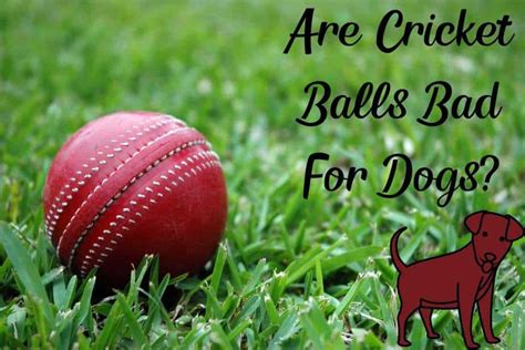 Cricket Balls Dogs
