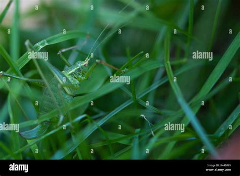 cricket hiding in grass