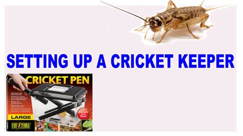 Cricket Keeper Setup