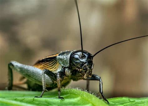 Crickets Bad For Dogs