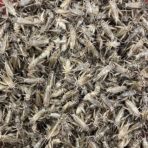 Crickets Bulk