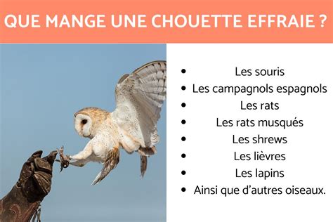 Latest Crier Comme La Chouette 2023