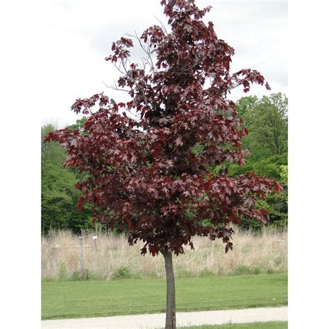 crimson king maple tree images