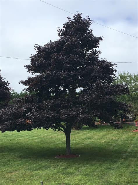 crimson king norway maple tree