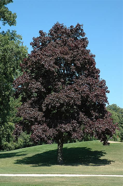 crimson king norway maple tree facts