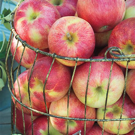 Cripps Pink Apple Revolution: The Sweet Secret