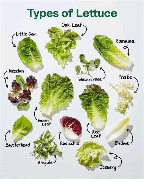 Crisp Lettuce Types