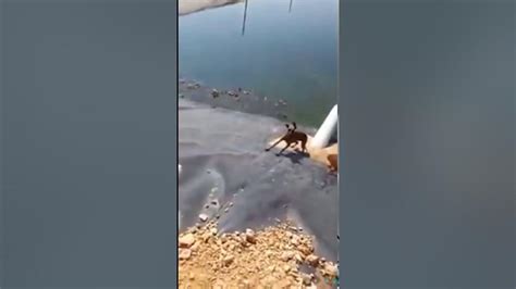 Crocodile Attacks and Eats stranded Dog! ( Viewer discretion advised