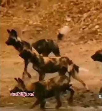 Crocodile killing an African Wild Dog HardcoreNature