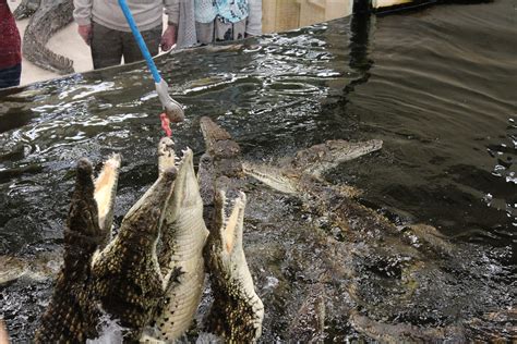 Crocodile Feeding Experience