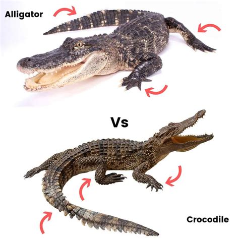 crocodile vs alligator images