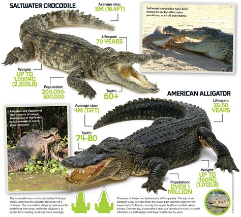 crocodile vs alligator saltwater