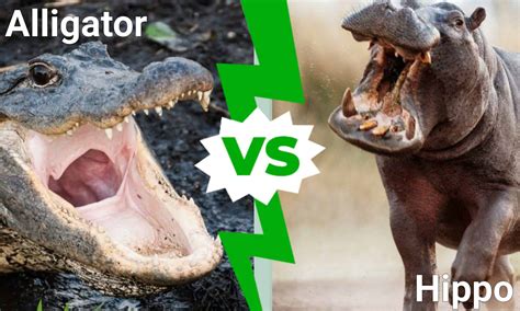 crocodile vs hippo who would win