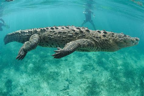 crocodiles in bahamas