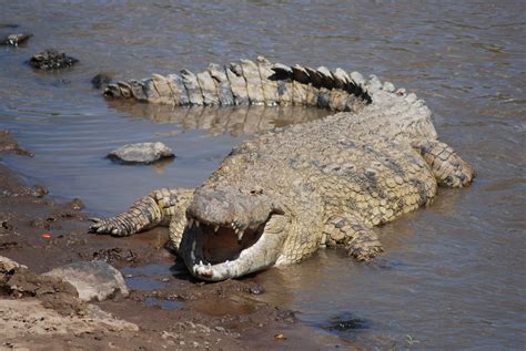 crocodiles in the nile river