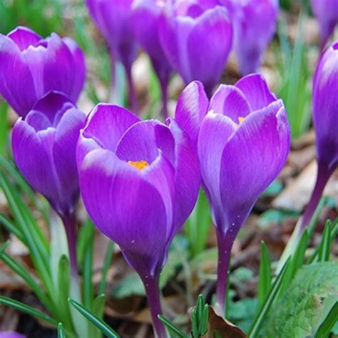 Crocus Bulb Supplier