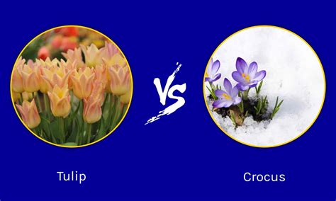 Crocus Flower Vs Tulip