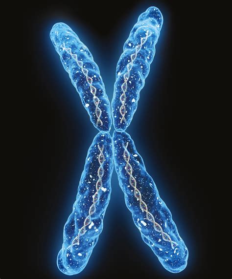 Una micrografía fluorescente de cromosomas durante la mitosis