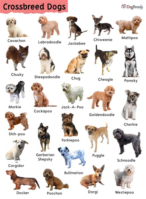 cross breed dog names